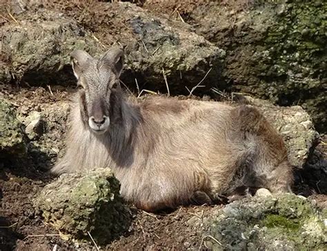 ASIATIC IBEX LIFE EXPECTANCY