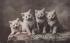The Aritocrats-cat001252