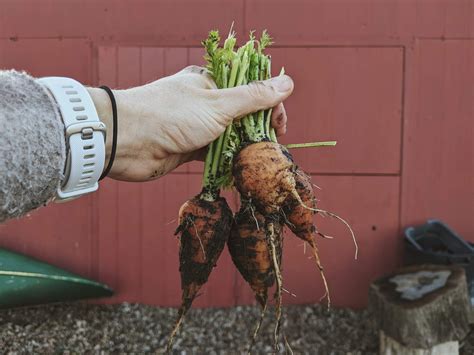 Zone 8a Winter Garden: Cold, Windy Work - From Wooden Spoons
