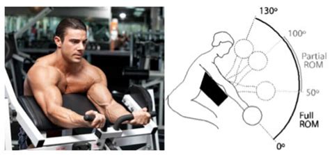 full  partial reps   building strength  size