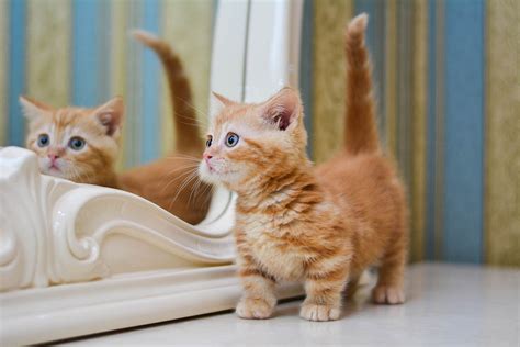 Fakta Kucing Munchkin yang Menggemaskan | BukaReview