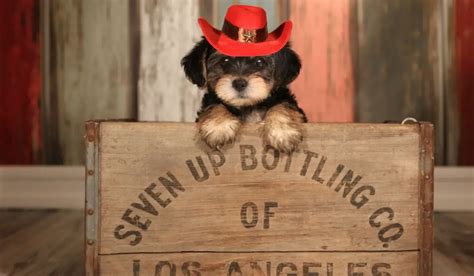 How much is a miniature Yorkie? - Our Yorkie