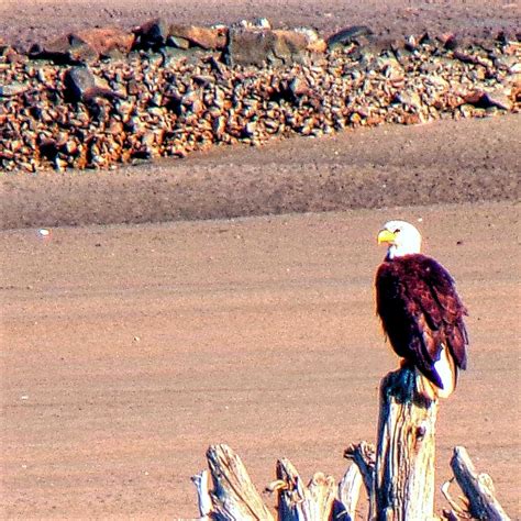 Beach Eagle Photograph by Leonard Keigher - Fine Art America