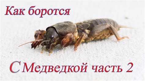Борьба с медведкой. Метаризин, Боверин, химические препараты . Часть 2 ...