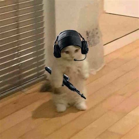 |аватарки | Gatos raros, Gatitos divertidos, Memes animales