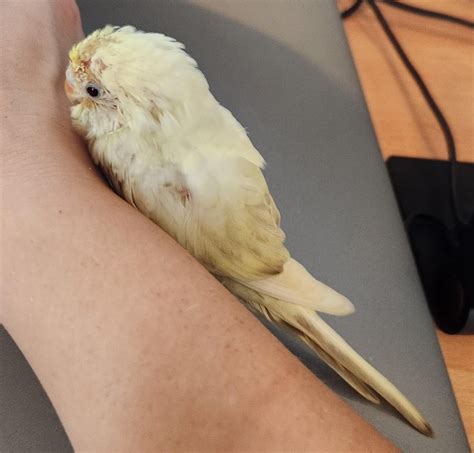 Baby Budgie Cuteness : r/budgies