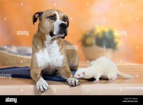 mixed breed dog  ferret mustela putorius forma domestica stock photo