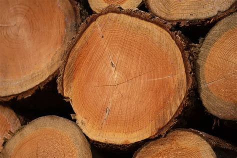 Logging: Important Sustainable Practices