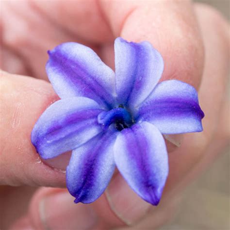 Hyacinth Aqua | Shop K. van Bourgondien for Wholesale Bulbs