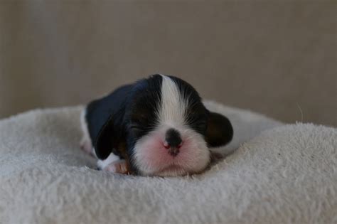 Milla