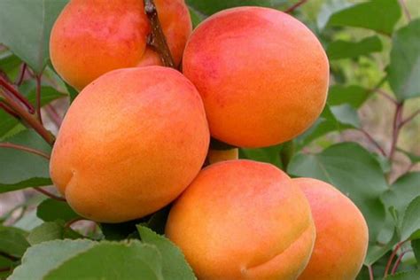 Абрикос Сардоникс (крупномер) (Ком земли) - Бабяковский плодопитомник