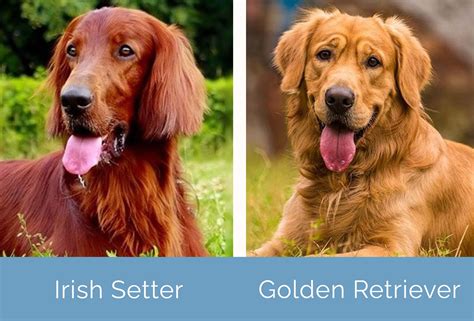 irish setter  golden retriever     hepper
