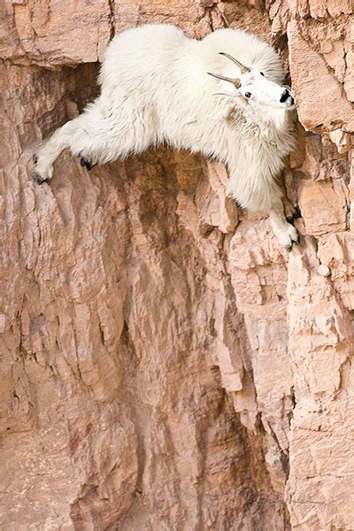 7 Leadership Lessons from a Mountain Goat | Gemba Academy