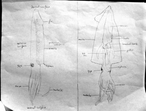 Higher Invertebrates - Hannah's Biology 11 H