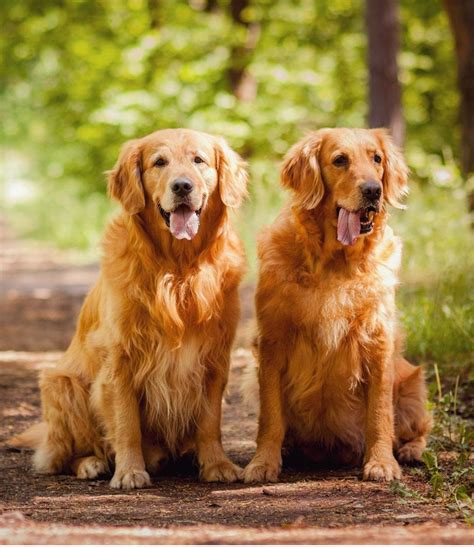 dog breeds Flashcards | Memorang