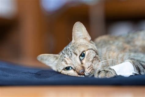 how to treat cat pulling hair out