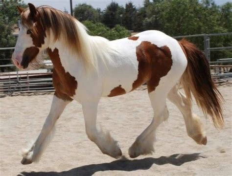 pinto horse on Tumblr