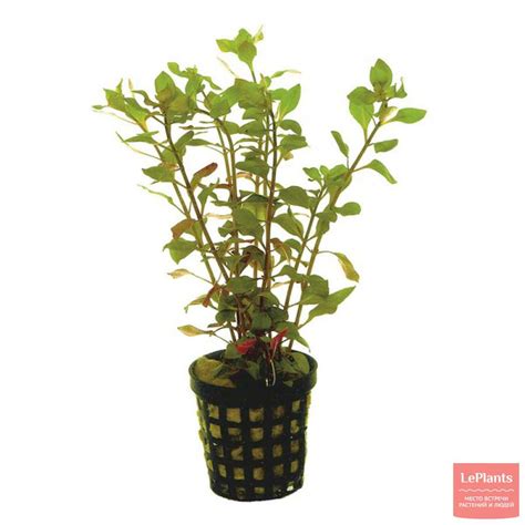 Людвигия (Ludwigia) — описание, выращивание, фото | на LePlants.ru