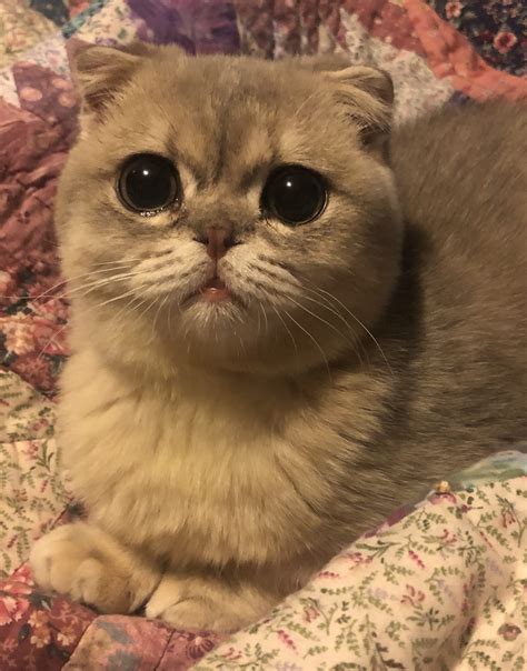 Scottish Fold Munchkin Full Grown