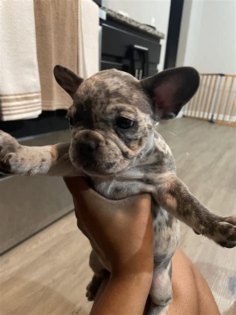 Girly - French Bulldog Puppy for Sale in Chesapeake, VA | Lancaster Puppies