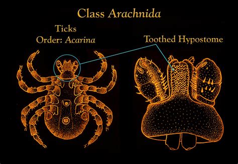 public domain picture  illustration depicts  morphologic