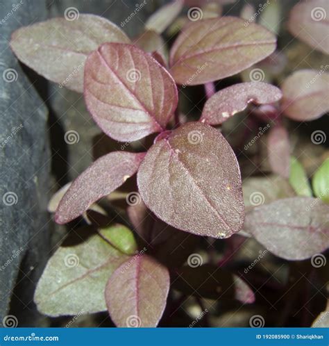 Red Amaranth Amaranthus Cruentus Plant and Leaves Stock Photo - Image