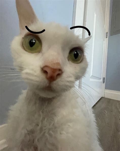 perm cat | Who’s excited for Christmas!!! | Instagram