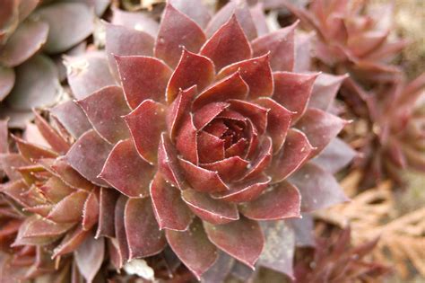 Rojnik Plant Flower - Free photo on Pixabay - Pixabay