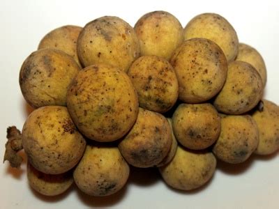 fruits  malaysia  complete list flora fauna fun