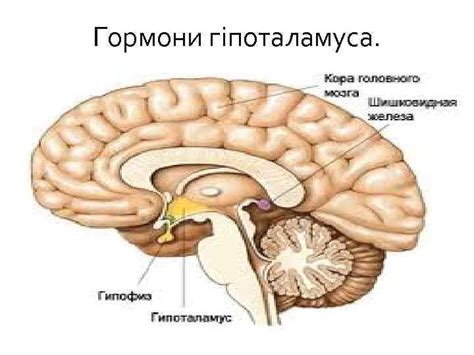 Гормони План 1 Загальна характеристика Класифікація