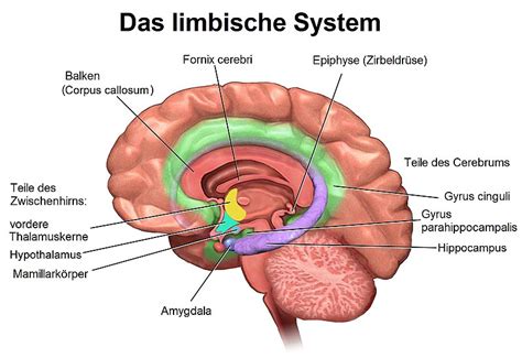 Limbisches System – AnthroWiki