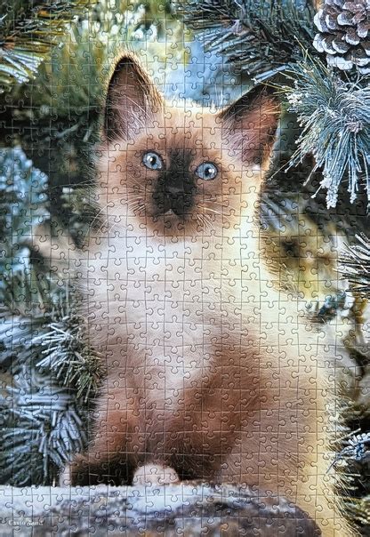 #пазлодекабрь Castorland, Siamese kitten, 500 | ПАЗЛЫ как увлечение ...