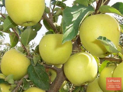 Яблоня 'Золотое летнее' — описание сорта, характеристики | на LePlants.ru