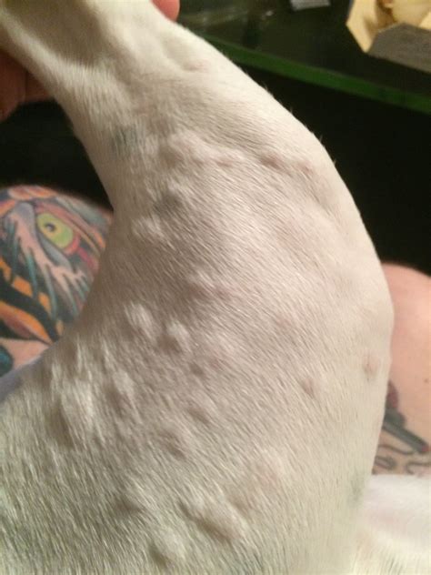 What Do Dog Allergy Bumps Look Like at Elizabeth Klug blog