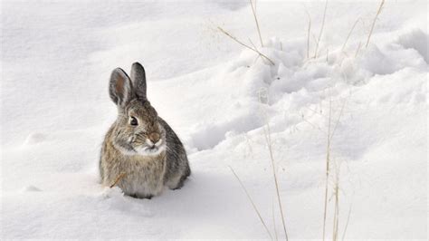 Snow Bunny Wallpapers - Top Free Snow Bunny Backgrounds - WallpaperAccess