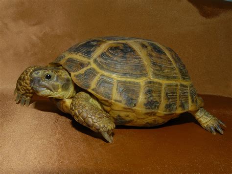 Buy Turtles and Tortoises | Baby Turtles | The Turtle Source