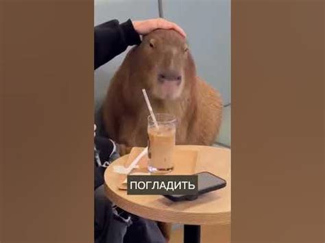 В Японии открыли кафе с капибарами! #blitznews #shorts - YouTube