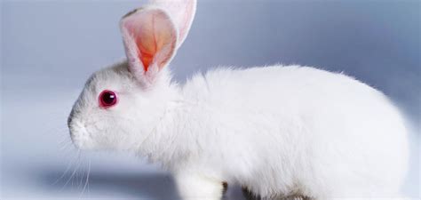 Albino Rabbit - Unveiling The Secrets Of The Completely White Bunny