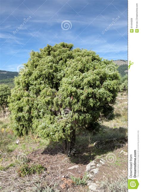 Specimen of Cade Tree, Juniperus Oxycedrus Stock Image - Image of ...