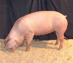 Hereford Pig: Origin, Characteristics, Color, Size, Meat!