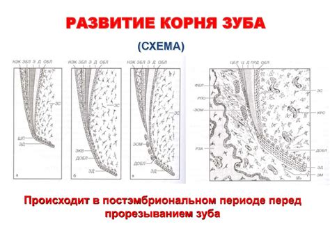 Периоды развития зуба - презентация онлайн