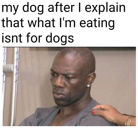My dog always : r/meme