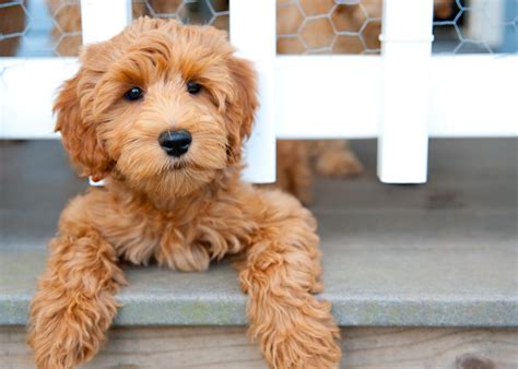 Fotos Dos Cachorros Mais Bonitos Do Mundo - 6