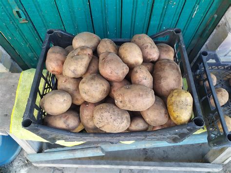 Внимание! Крупная картошка! Картошка Киев: 20 грн. - Продукти ...