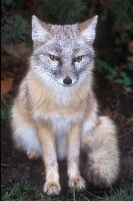 Corsac Fox Facts, Diet, Habitat Pictures On, 43% OFF