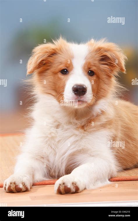 Goodinfo: Ee Red And White Border Collie