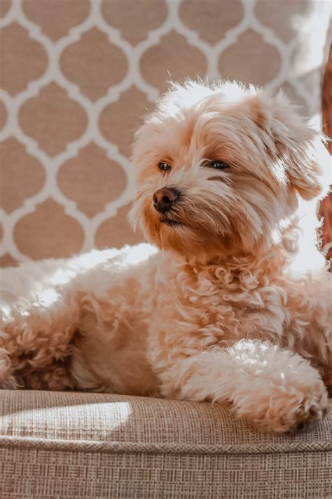 Maltipoo Weight Chart: A Complete Growth Guide - Raised Right - Human