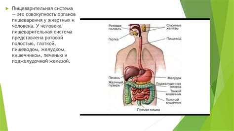 Типы пищеварения (внутриклеточное, полостное, мембранное) - презентация ...
