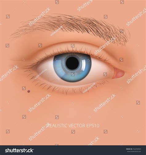 Vector Realistic Human Eye Without Makeup Stock Vector (Royalty Free ...