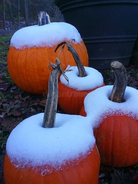 Pumpkins covered in snow stock image. Image of love, thanksgiving ...